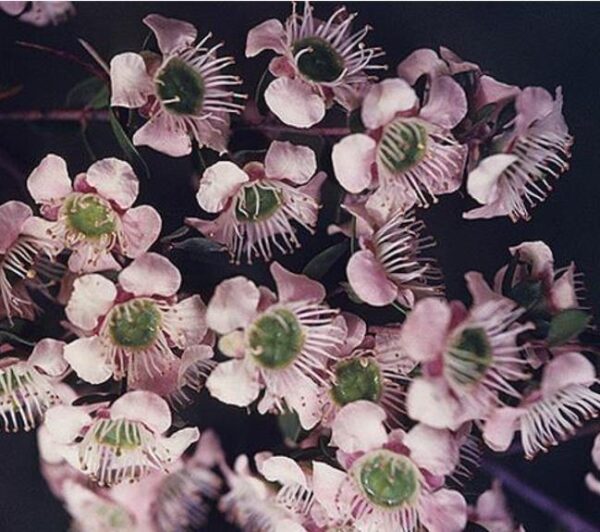 Leptospermum sericeum - Manuka Esperance, Planta Chá Prata, Árvore Chá de Esperance - Image 4