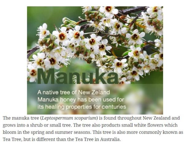 Leptospermum scoparium prov. NZ - Manuka, Planta chá Nova Zelândia, Árvore chá da Nova Zelândia - Image 7