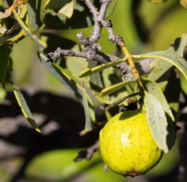 Santalum spicatum - Sândalo, Sândalo Australiano, Sandalwood, Quandong - Image 4