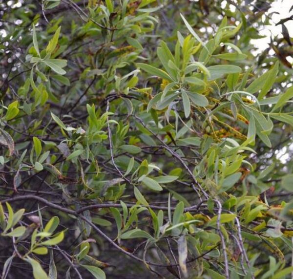 Santalum spicatum - Sândalo, Sândalo Australiano, Sandalwood, Quandong - Image 6