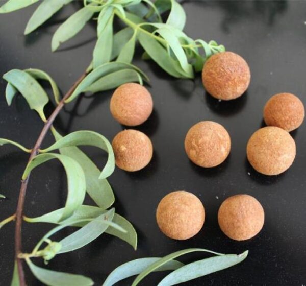 Santalum spicatum - Sândalo, Sândalo Australiano, Sandalwood, Quandong - Image 9