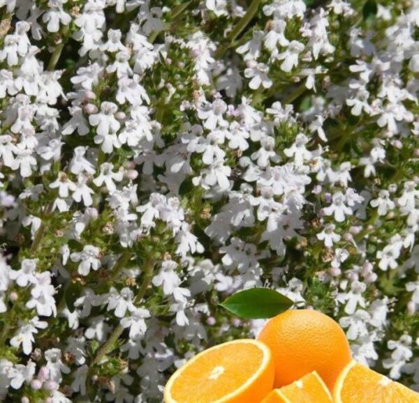 Thymus citriodorus 'Fragantissimus Orange' - Tomilho de Laranja, Tomilho Laranja, Timo Laranja - Image 2