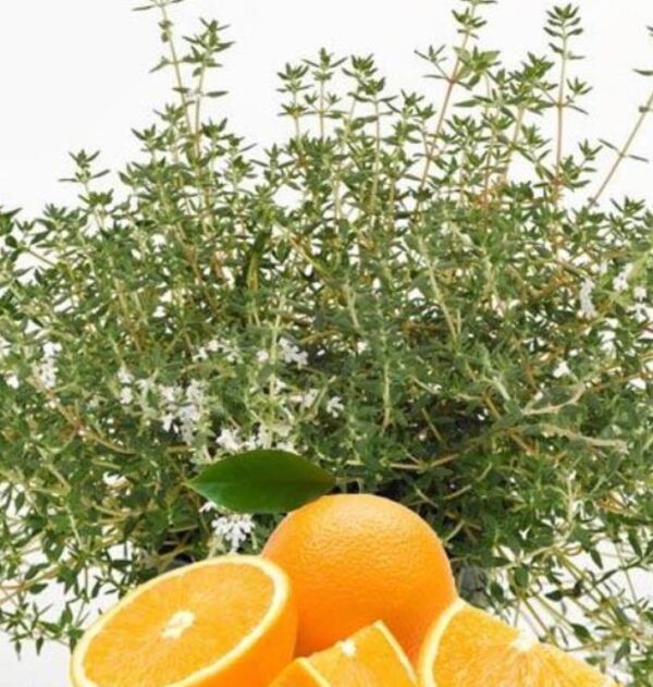 Thymus citriodorus 'Fragantissimus Orange' - Tomilho de Laranja, Tomilho Laranja, Timo Laranja - Image 3