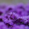 Thymus praecox - Tomilho Rastejante, Gramado Tomilho, Grama Aromática, Tomilho Mãe, Mother of Thy