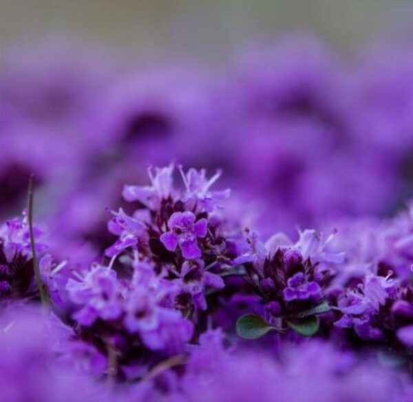 Thymus praecox - Tomilho Rastejante, Gramado Tomilho, Grama Aromática, Tomilho Mãe, Mother of Thy