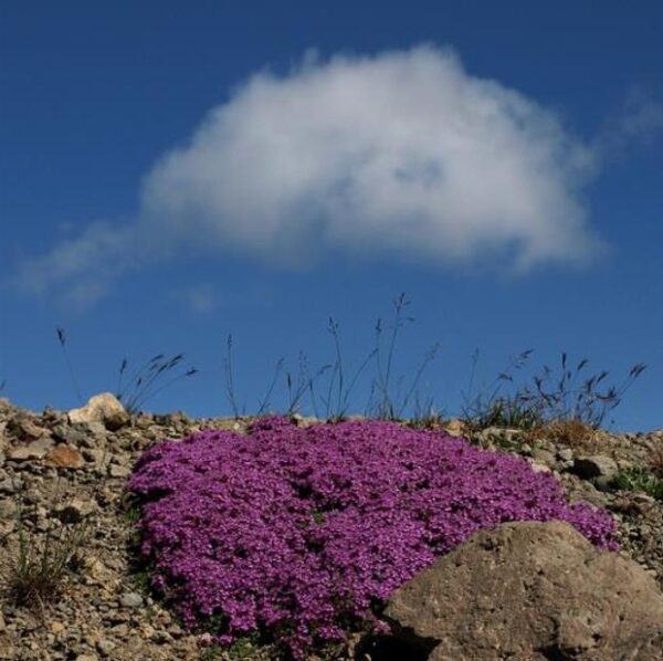 Thymus praecox - Tomilho Rastejante, Gramado Tomilho, Grama Aromática, Tomilho Mãe, Mother of Thy - Image 3