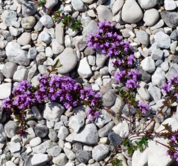 Thymus praecox - Tomilho Rastejante, Gramado Tomilho, Grama Aromática, Tomilho Mãe, Mother of Thy - Image 7