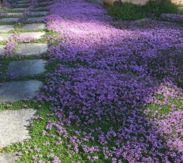 Thymus praecox - Tomilho Rastejante, Gramado Tomilho, Grama Aromática, Tomilho Mãe, Mother of Thy - Image 11