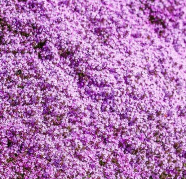 Thymus serpyllum -  Tomilho Selvagem, Grama Rosa Tomilho Aromática, Tomilho Rastejante, Tomilho Lim - Image 2