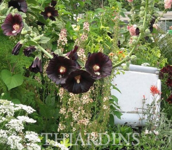Alcea Rosea Jet Black - Malva Negra, Jet Black, Black Hollyhock - Image 6
