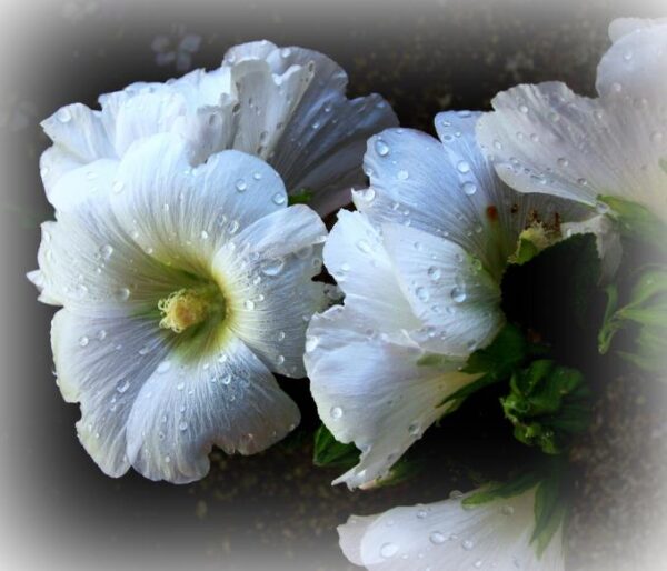 Alcea Rosea Snow Peaks - Malva Picos De Neve, Malva Branca Snow Peaks