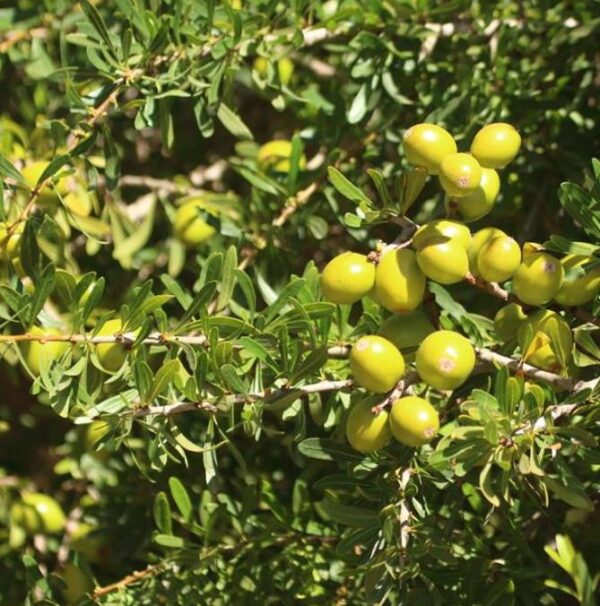 Argania spinosa - Árvore Argan, Ouro Marroquino, Árvore da Vida - Image 6