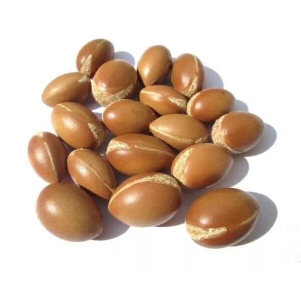 Argania spinosa - Árvore Argan, Ouro Marroquino, Árvore da Vida - Image 10