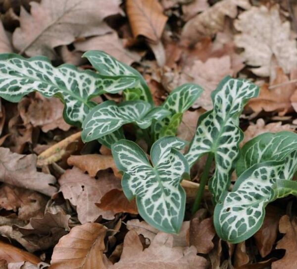 Arum italicum ssp italicum Marmoratum - Lírio Arum italiano, Arum marmorizado, Arum mármore verde, Arum italicum fantasm - Image 3