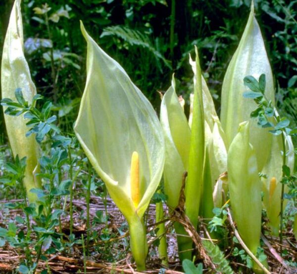 Arum italicum ssp italicum Marmoratum - Lírio Arum italiano, Arum marmorizado, Arum mármore verde, Arum italicum fantasm - Image 5