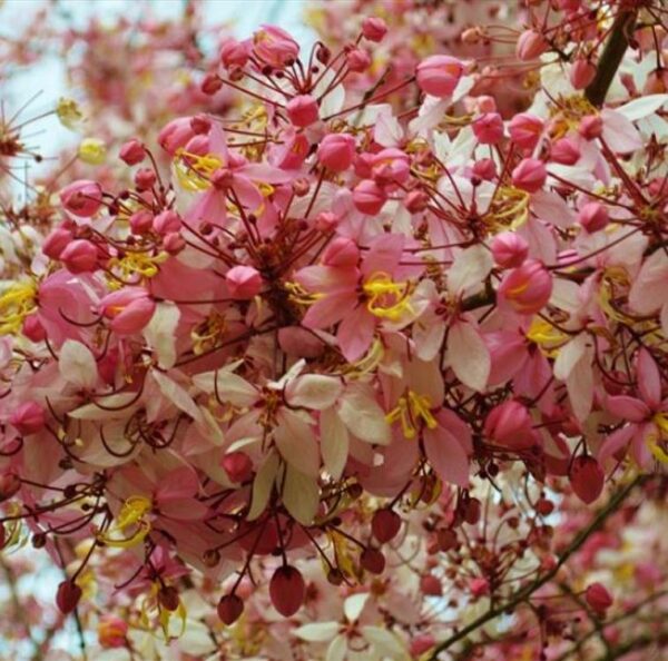 Cassia bakeriana  - Cassia Flor de Macieira Anã, Cássia Chuveiro Cor-de-rosa, Árvore dos Desejos