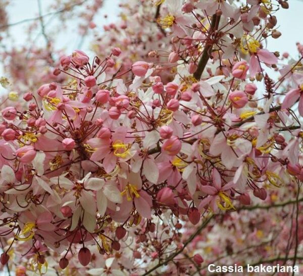 Cassia bakeriana  - Cassia Flor de Macieira Anã, Cássia Chuveiro Cor-de-rosa, Árvore dos Desejos - Image 6