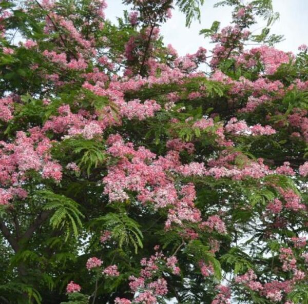 Cassia javanica ssp. Nodosa - Cassia Flor de Maçã, Cassia Rosa, Cassia Javanesa, Cássia Chuveiro de Java - Image 2