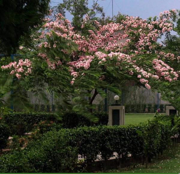Cassia javanica ssp. Nodosa - Cassia Flor de Maçã, Cassia Rosa, Cassia Javanesa, Cássia Chuveiro de Java - Image 3