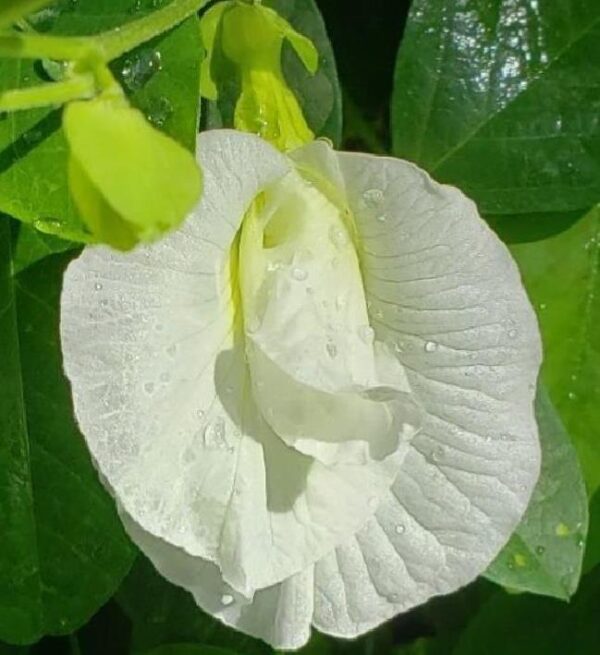 Clitoria ternatea Albiflora - Ervilha Borboleta Branca, Flor de Fada Branca, Flor de Concha, Rainha Branca, Po