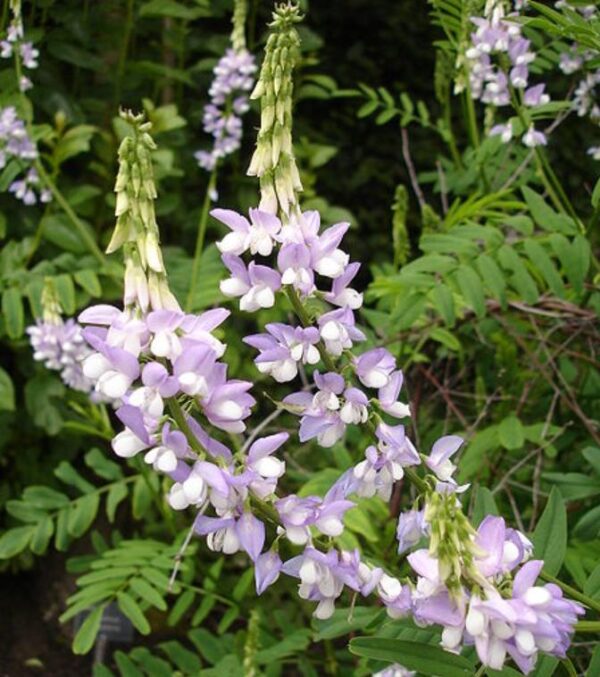 Galega officinalis - Galega, Arruda Caprária, Arruda de Cabra, Arruda-Caprária, Goat's Rue