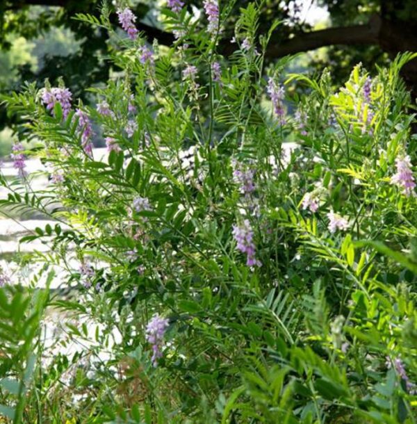 Galega officinalis - Galega, Arruda Caprária, Arruda de Cabra, Arruda-Caprária, Goat's Rue - Image 8