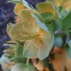 Helleborus argutifolius - Heléboro da Córsega, Rosa de Natal da Córsega, Flor de Cristo, Heléboro Folhas d