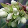 Helleborus argutifolius - Heléboro da Córsega, Rosa de Natal da Córsega, Flor de Cristo, Heléboro Folhas d - Image 2