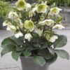 Helleborus argutifolius - Heléboro da Córsega, Rosa de Natal da Córsega, Flor de Cristo, Heléboro Folhas d - Image 3
