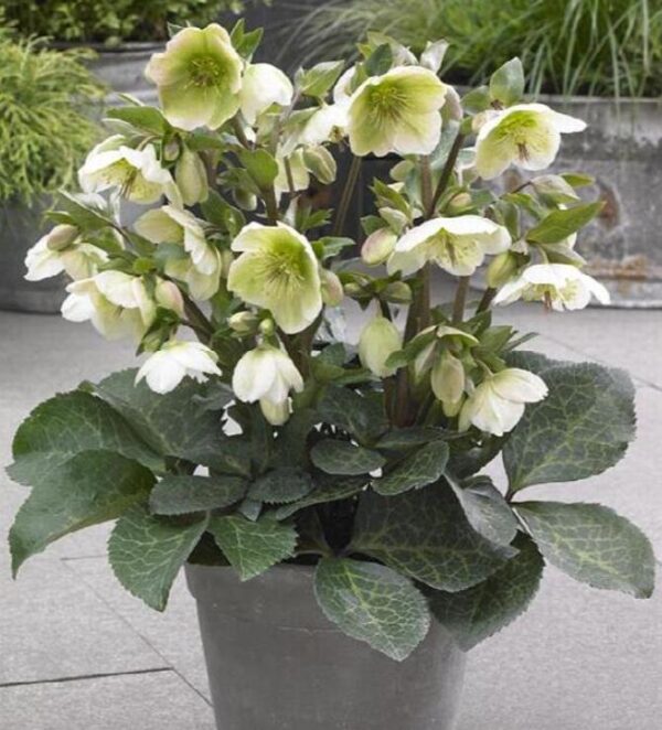 Helleborus argutifolius - Heléboro da Córsega, Rosa de Natal da Córsega, Flor de Cristo, Heléboro Folhas d - Image 3