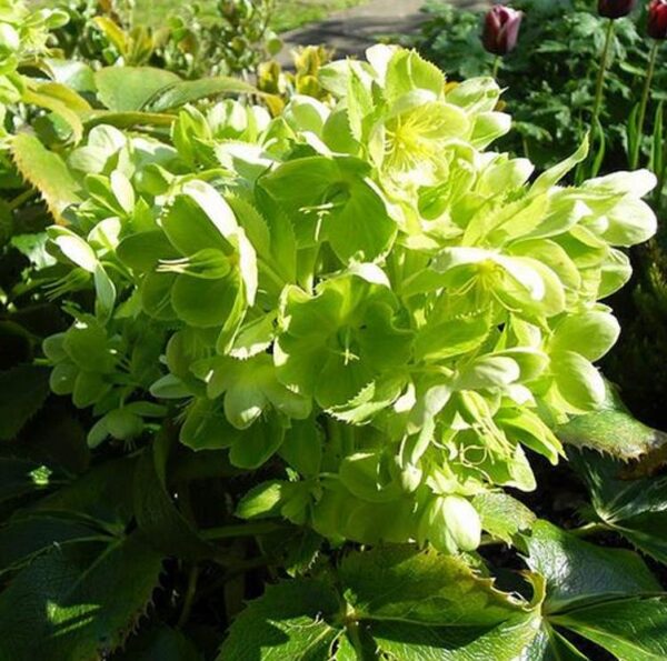 Helleborus argutifolius - Heléboro da Córsega, Rosa de Natal da Córsega, Flor de Cristo, Heléboro Folhas d - Image 4