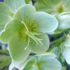 Helleborus argutifolius - Heléboro da Córsega, Rosa de Natal da Córsega, Flor de Cristo, Heléboro Folhas d - Image 5