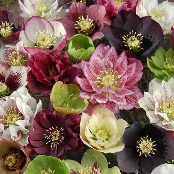 Helleborus x hybridus (Mix) - Rosa Quaresmal Mix, Flor de Cristo Mix, Rosa de Natal Mix, Heléboro Mix - Image 2