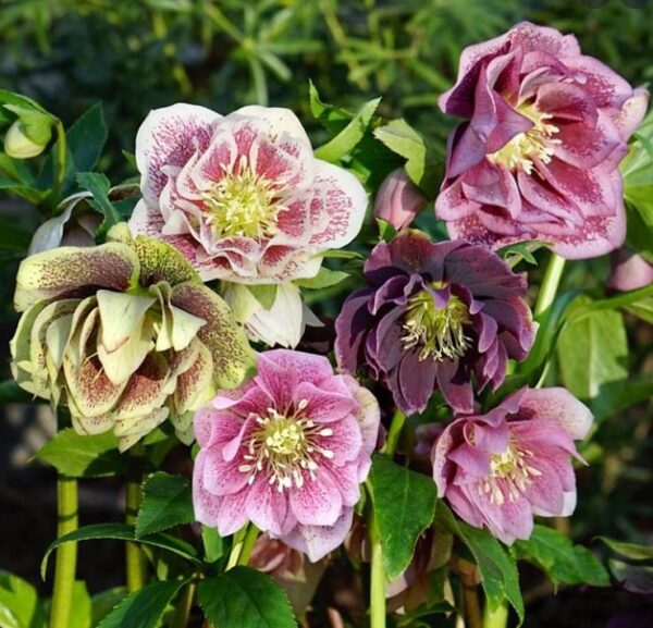 Helleborus x hybridus (Mix) - Rosa Quaresmal Mix, Flor de Cristo Mix, Rosa de Natal Mix, Heléboro Mix - Image 3