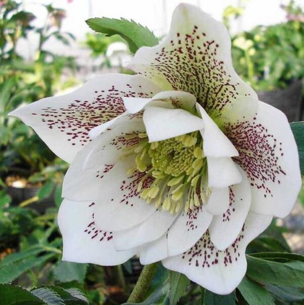 Helleborus x hybridus (Mix) - Rosa Quaresmal Mix, Flor de Cristo Mix, Rosa de Natal Mix, Heléboro Mix - Image 4