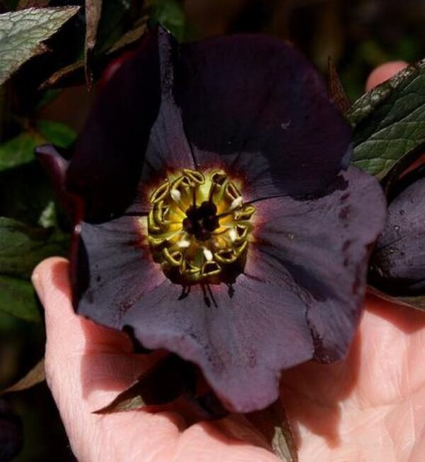 Helleborus x hybridus (Mix) - Rosa Quaresmal Mix, Flor de Cristo Mix, Rosa de Natal Mix, Heléboro Mix - Image 5