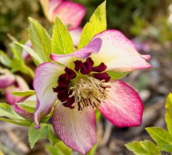 Helleborus x hybridus (Mix) - Rosa Quaresmal Mix, Flor de Cristo Mix, Rosa de Natal Mix, Heléboro Mix - Image 6