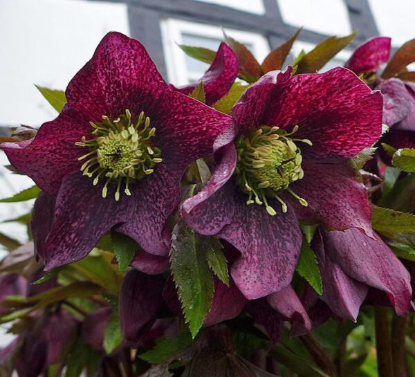 Helleborus x hybridus (Mix) - Rosa Quaresmal Mix, Flor de Cristo Mix, Rosa de Natal Mix, Heléboro Mix - Image 7