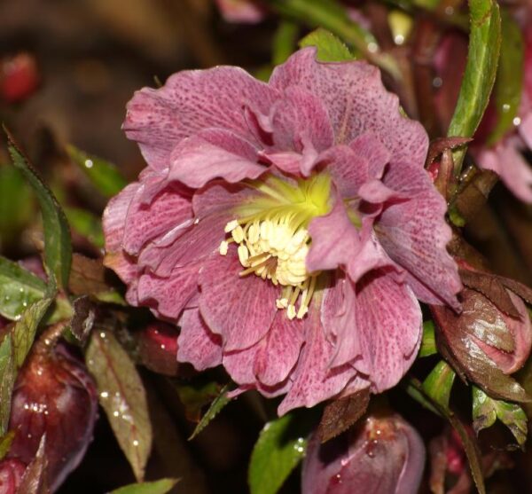 Helleborus x hybridus (Mix) - Rosa Quaresmal Mix, Flor de Cristo Mix, Rosa de Natal Mix, Heléboro Mix - Image 8