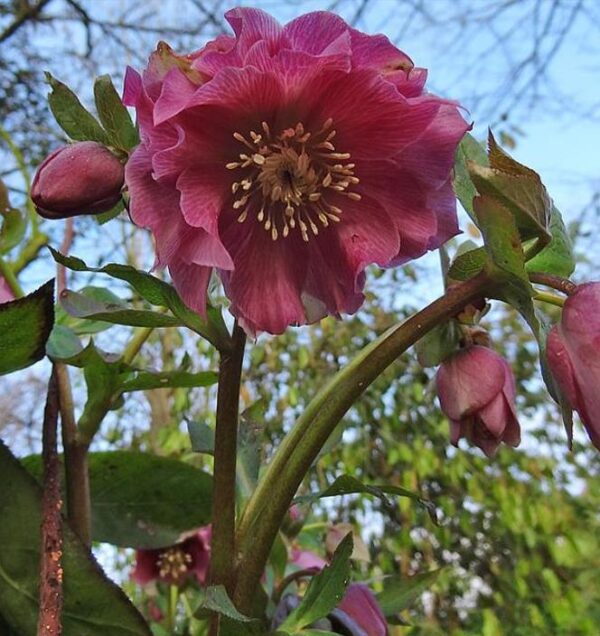 Helleborus x hybridus (Mix) - Rosa Quaresmal Mix, Flor de Cristo Mix, Rosa de Natal Mix, Heléboro Mix - Image 9