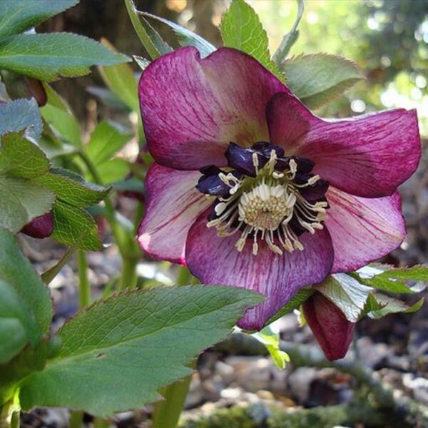 Helleborus x hybridus (Mix) - Rosa Quaresmal Mix, Flor de Cristo Mix, Rosa de Natal Mix, Heléboro Mix - Image 10