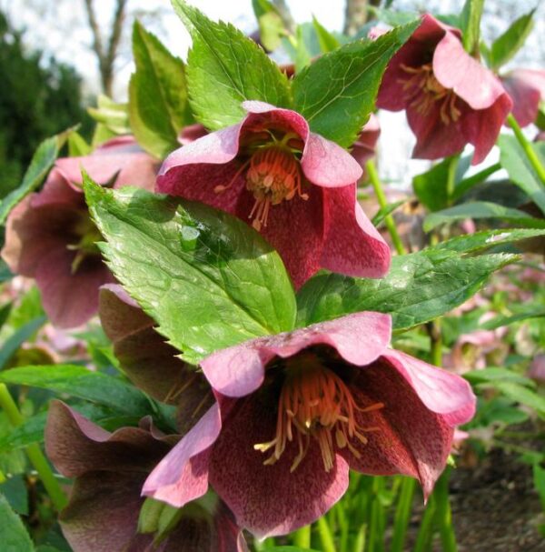 Helleborus x hybridus (Mix) - Rosa Quaresmal Mix, Flor de Cristo Mix, Rosa de Natal Mix, Heléboro Mix - Image 11