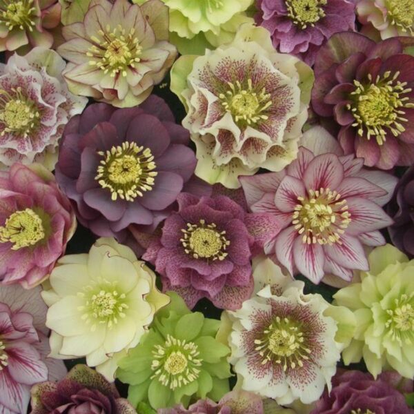 Helleborus x hybridus (Mix) - Rosa Quaresmal Mix, Flor de Cristo Mix, Rosa de Natal Mix, Heléboro Mix - Image 12