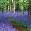 Hyacinthoides non-scripta - Bluebells, Sino das Estrelas, Sino das Fadas, Flor de Fadas, Jacinto Selvagem En