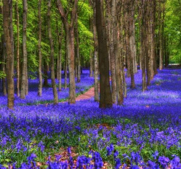 Hyacinthoides non-scripta - Bluebells, Sino das Estrelas, Sino das Fadas, Flor de Fadas, Jacinto Selvagem En - Image 4