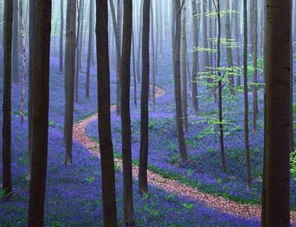 Hyacinthoides non-scripta - Bluebells, Sino das Estrelas, Sino das Fadas, Flor de Fadas, Jacinto Selvagem En - Image 5