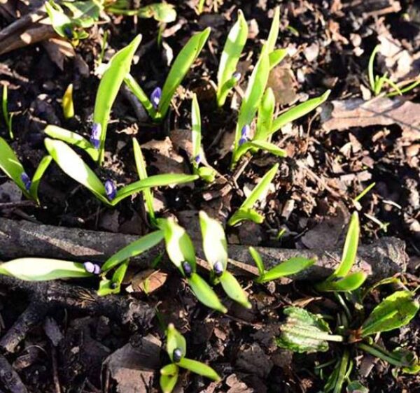 Hyacinthoides non-scripta - Bluebells, Sino das Estrelas, Sino das Fadas, Flor de Fadas, Jacinto Selvagem En - Image 10