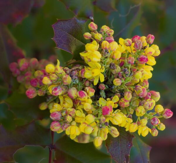 Mahonia aquifolium - Uva do Oregon, Berberis do Oregon - Image 4