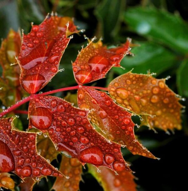 Mahonia aquifolium - Uva do Oregon, Berberis do Oregon - Image 6