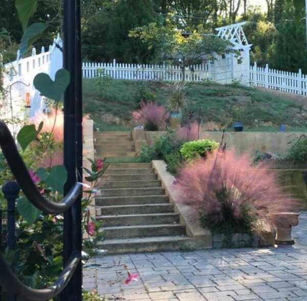 Muhlenbergia capillaris - Grama Rosa Ornamental, Grama Rosa, Muhlygrass, Mulhy Pink Grass, Sweetgrass - Image 7